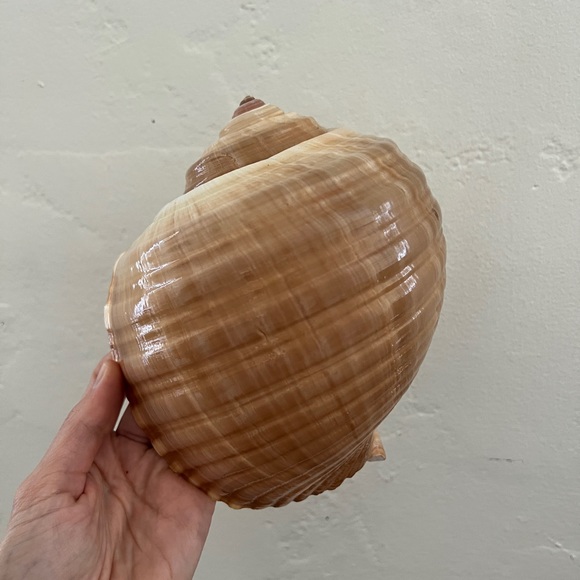 Large Turban Sea Shell Giant Tonna Cepa shell beach nautilus nautical decor - Picture 11 of 12